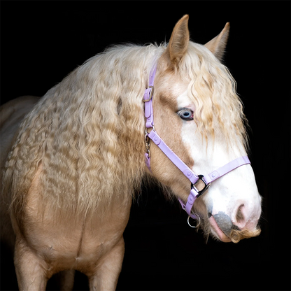 Licol pour chevaux