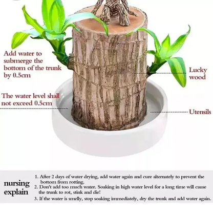 Lucky Brazil Wood Potted Plant