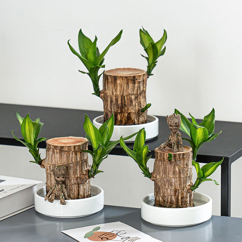 Lucky Brazil Wood Potted Plant