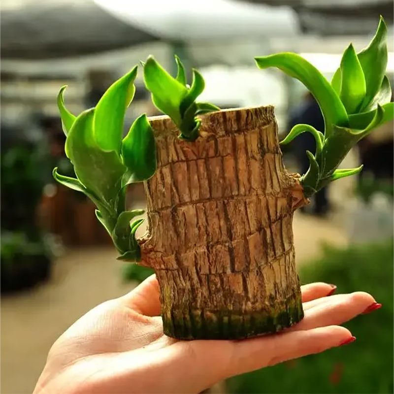 Lucky Brazil Wood Potted Plant