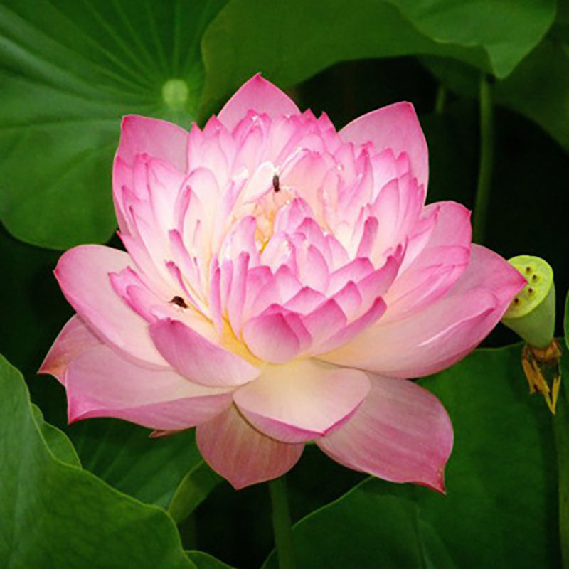 The Sacred Bonsai Bowl Lotus Flower