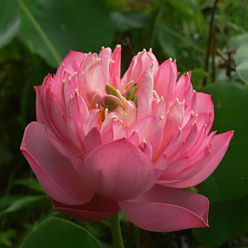 The Sacred Bonsai Bowl Lotus Flower