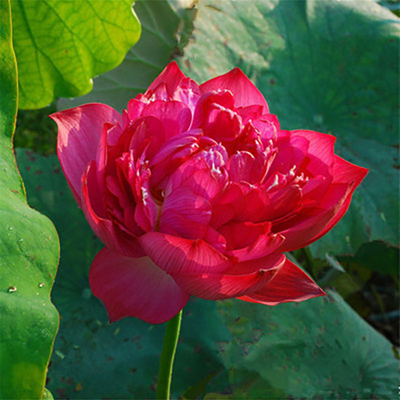 The Sacred Bonsai Bowl Lotus Flower