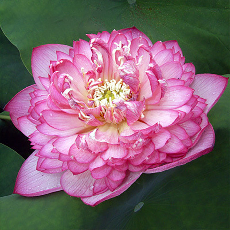 The Sacred Bonsai Bowl Lotus Flower