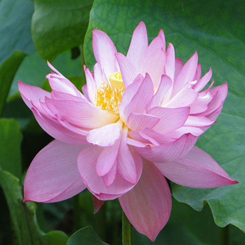 The Sacred Bonsai Bowl Lotus Flower