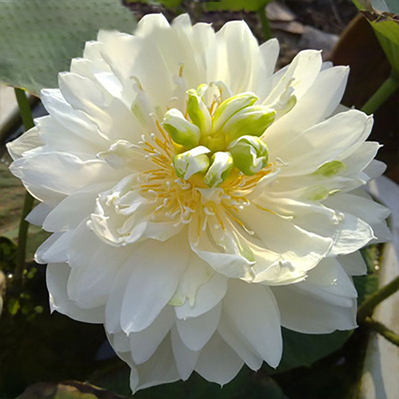 The Sacred Bonsai Bowl Lotus Flower