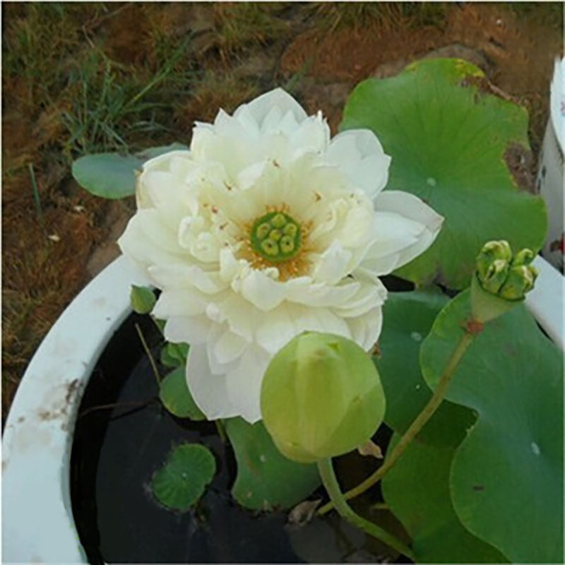 The Sacred Bonsai Bowl Lotus Flower