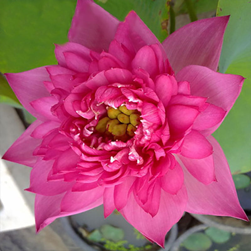 The Sacred Bonsai Bowl Lotus Flower