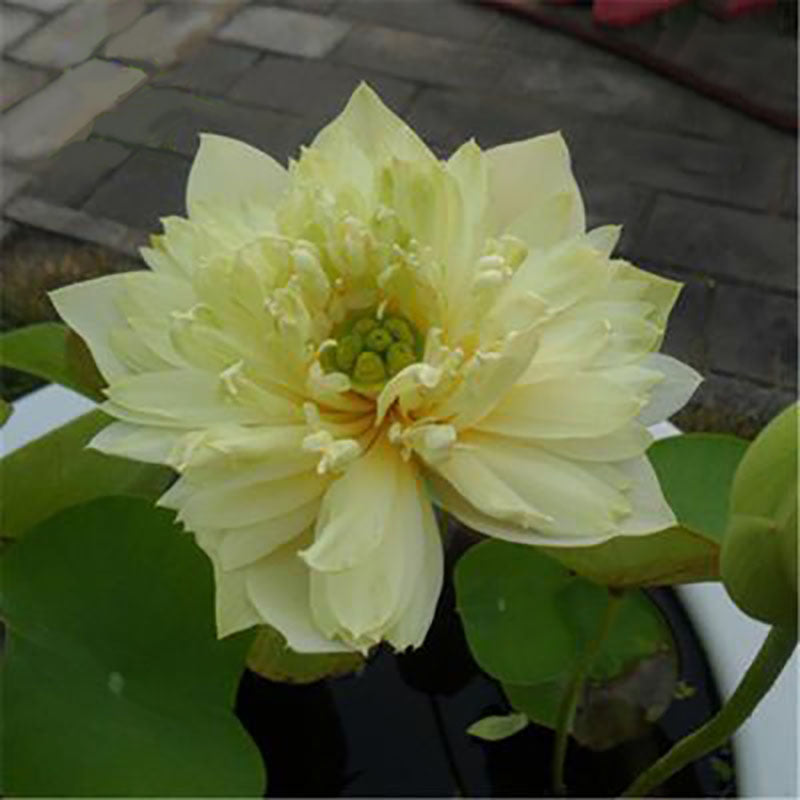 The Sacred Bonsai Bowl Lotus Flower