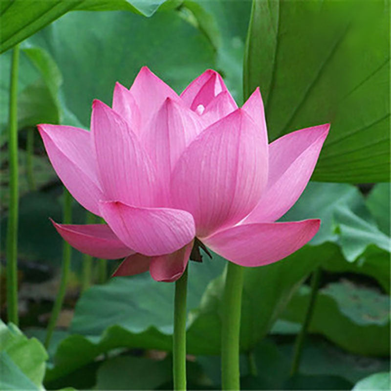 The Sacred Bonsai Bowl Lotus Flower