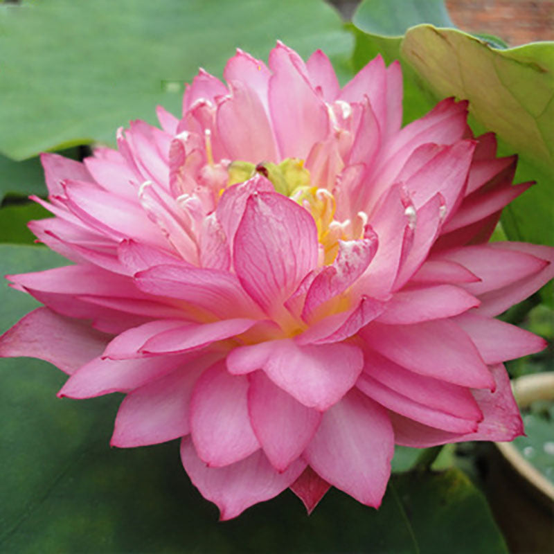 The Sacred Bonsai Bowl Lotus Flower